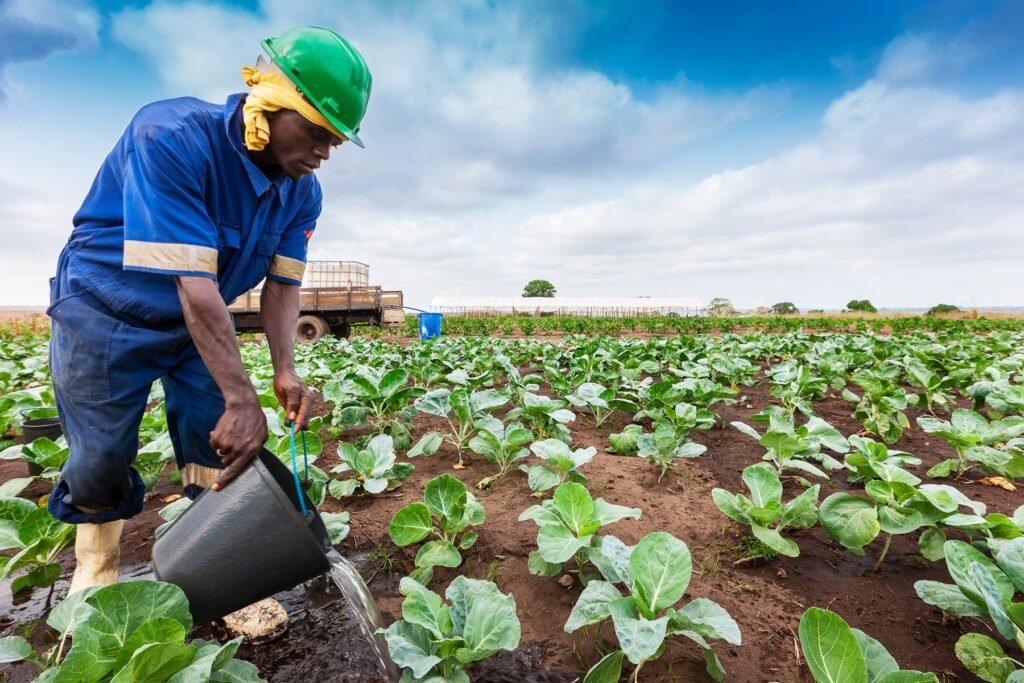 Como os subsídios agrícolas nos países ricos prejudicam os produtores africanos